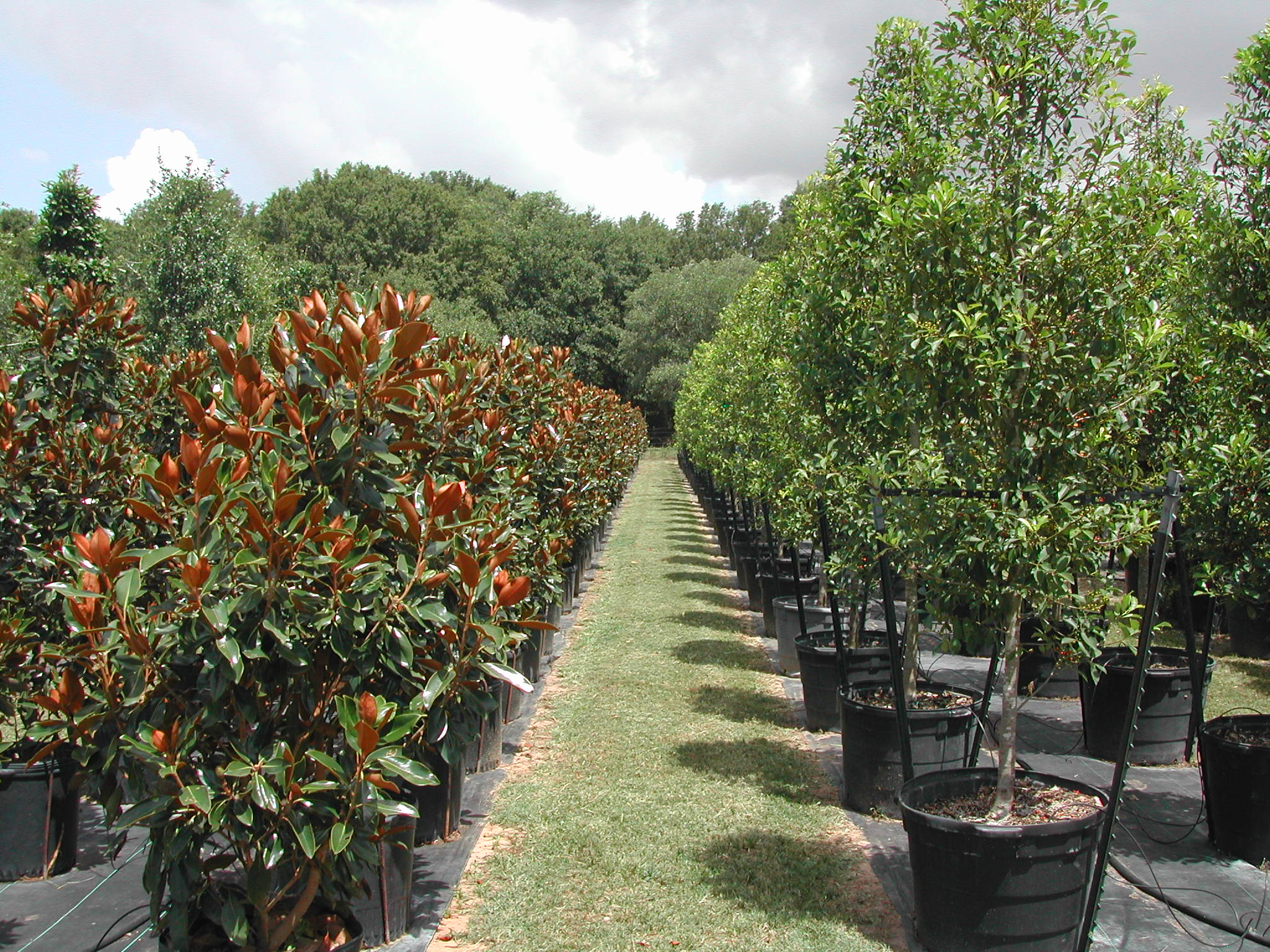 Tree Nursery Bill Bownds Nursery Home Houston Live Oaks, Holly Trees, and more